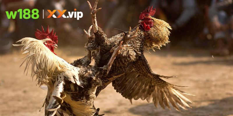 Đá gà W188 tái hiện đấu trường chiến kê kịch tính