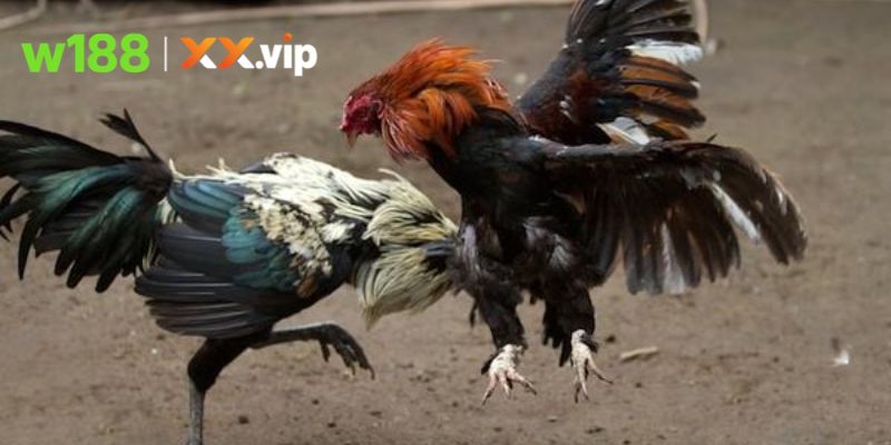 Không gian so tài hấp dẫn thu hút đông đảo người xem