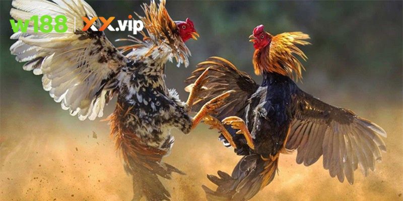 Thông tin khái quát về Đá gà C1