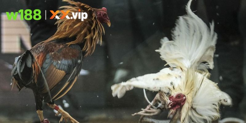 Tìm hiểu dòng gà Mỹ tốc độ