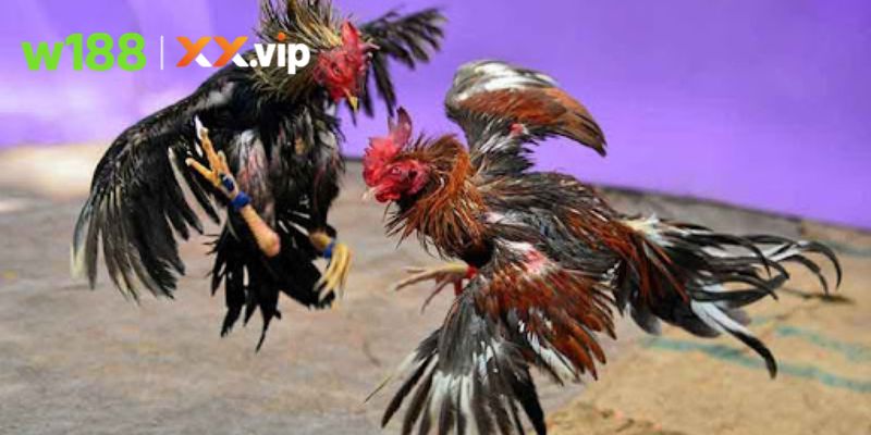 Trường gà campuchia với không khí tranh tài sôi động